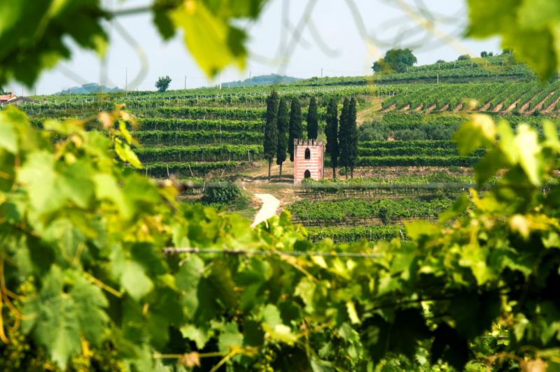 Vineyards in Valpolicella, the region of the Amarone wine