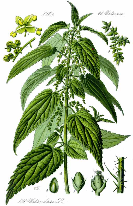 stinging nettle