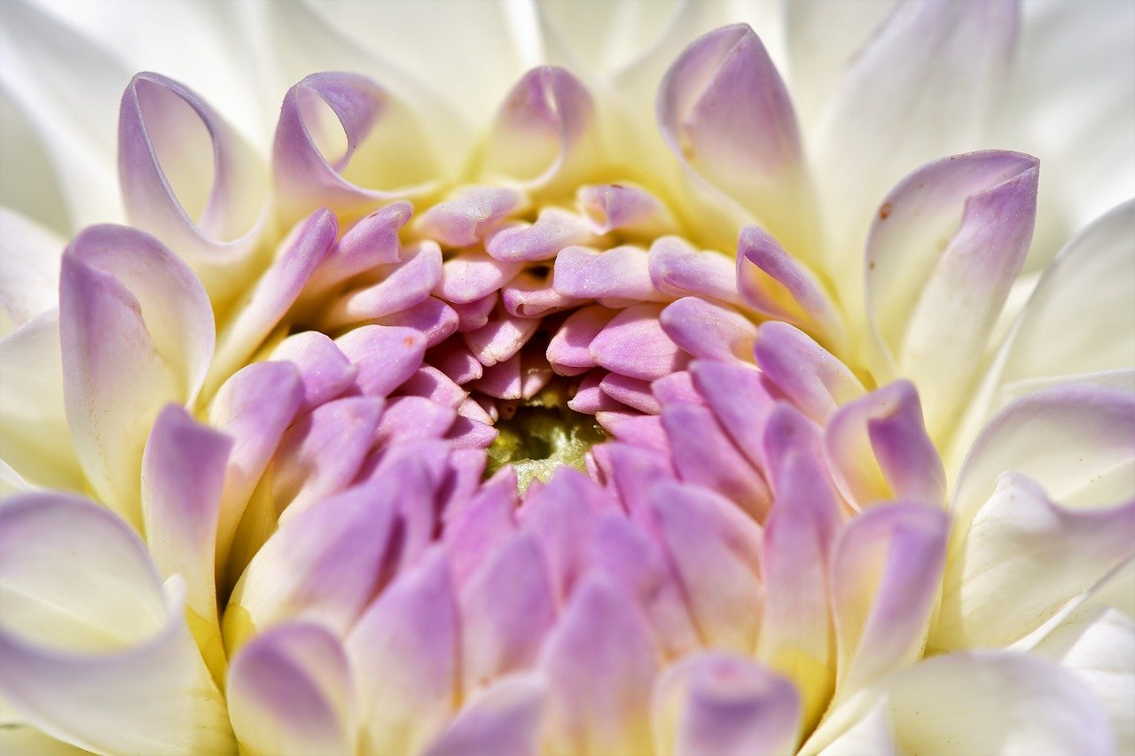 dahlia in italian garden