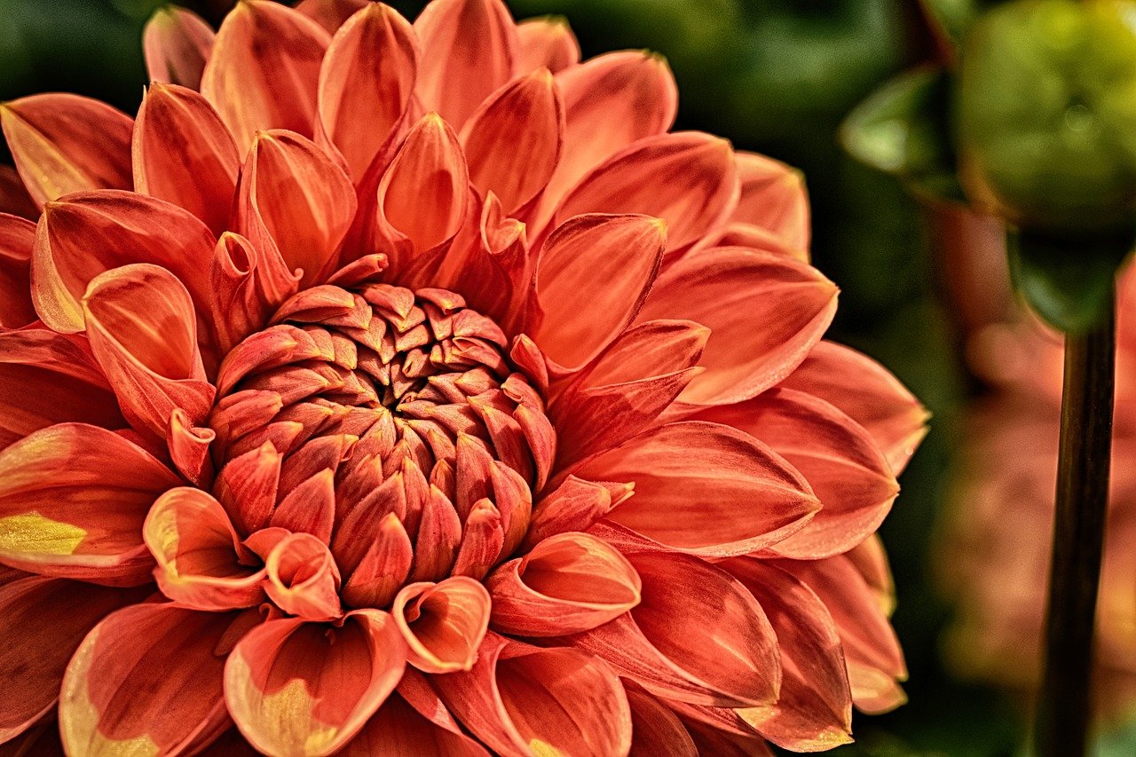 dahlia 