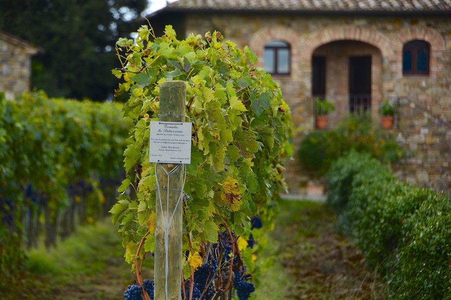 Almost ready for the grape harvest, in Montalcino, Tuscany