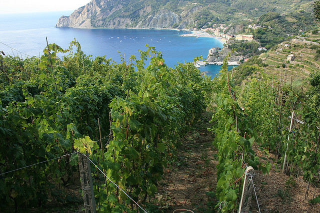 Vineyards in Cinque Terre 