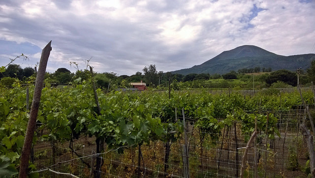 wines southern italy
