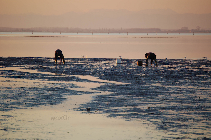 Fishing clams at the Marano Lagoon.