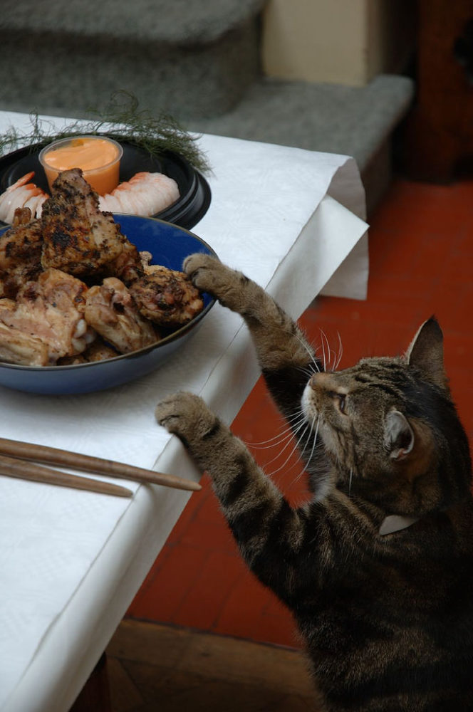 Nope...nope: that is *not* allowed by Galateo... cat picking some grilled meat from the table