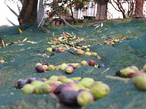 olive oil production