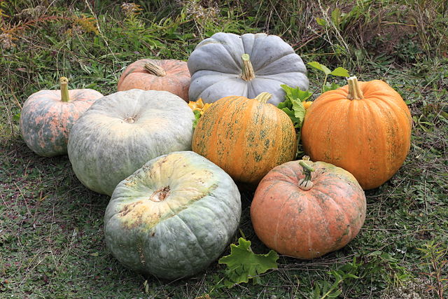 pumpkin fritters