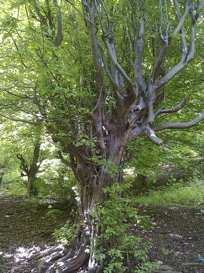 A persian ironwood (wikimedia)