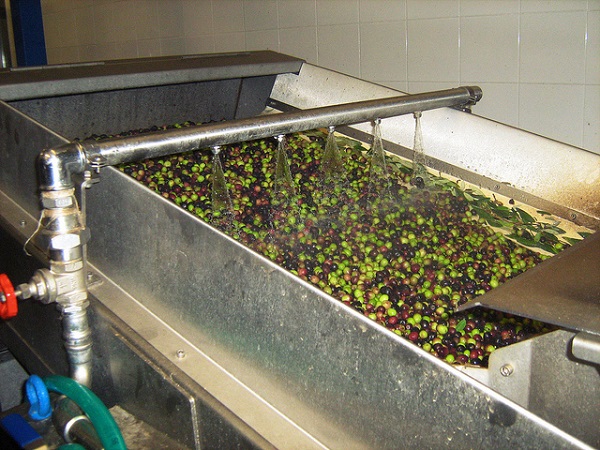 olive oil production