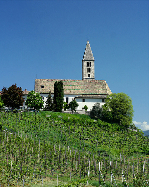 A vineyard landscape in Trentino Alto Adige 