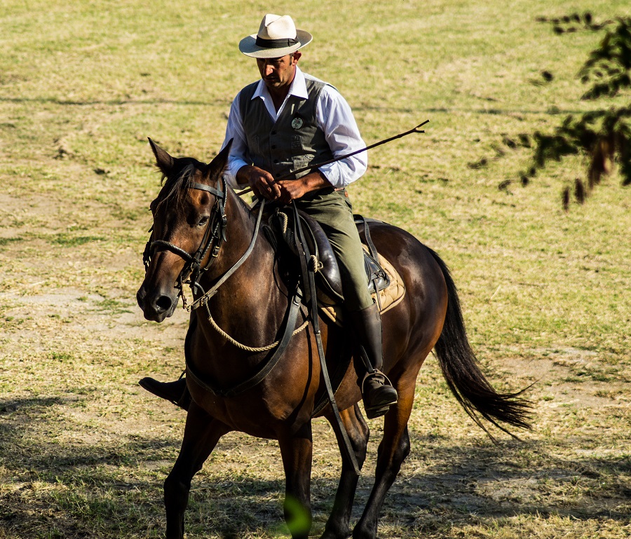 A buttero in Maremma