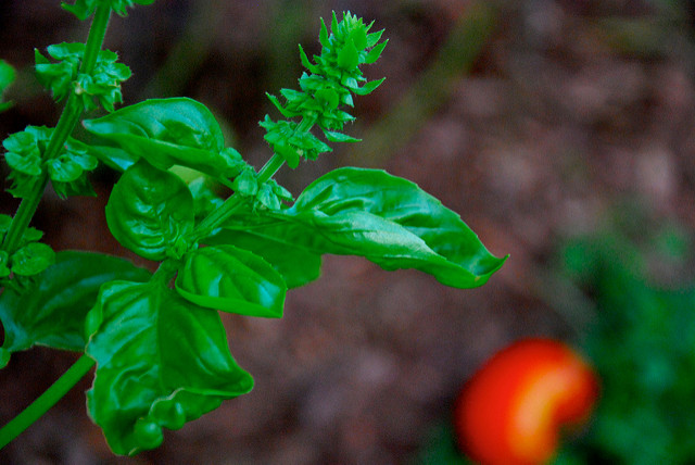 Basil and (fresh) tomatoes are a must for pizza 