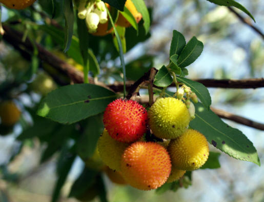 Arbutus Andrachnoides, or corbezzoli