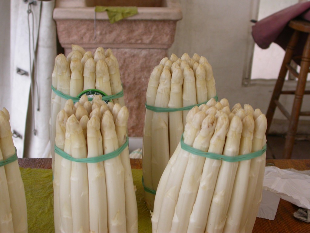 These are the prized White Asparagus being sold at a road side stand near the town of MAROSTICA in the Veneto region of Italy.