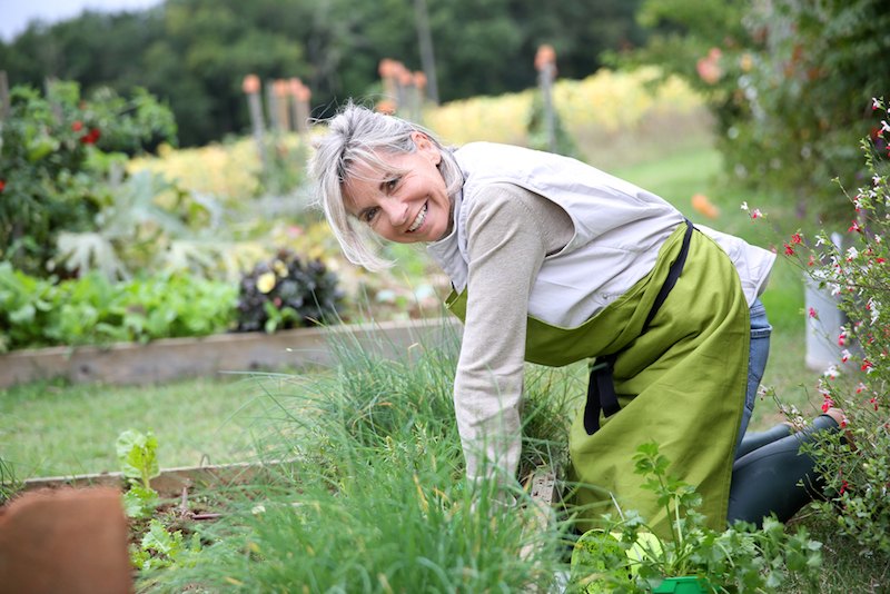 herbs garden