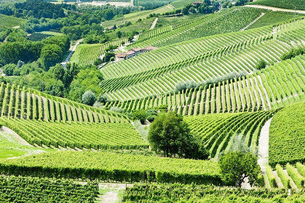 Vineyards near Barbaresco, Piedmont, a region that produces a powerful Italian Red Wine