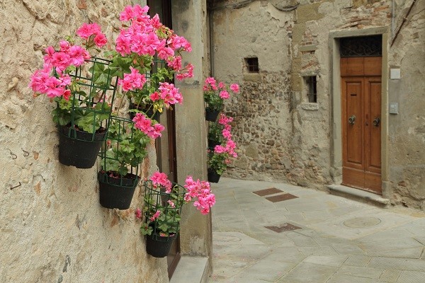 Pink geranium flowers in Anghiari, Tuscany