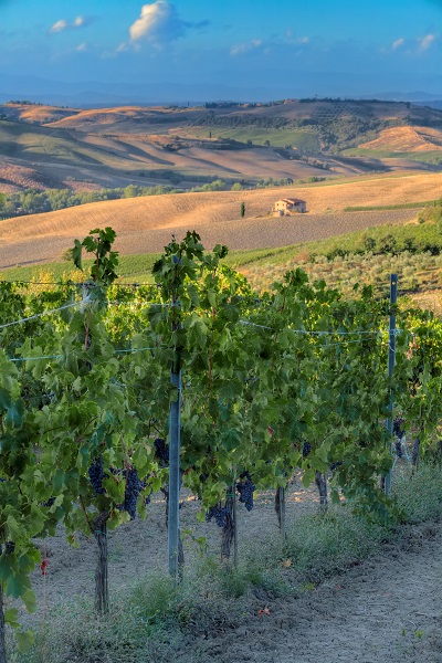 Vineyards in Tuscany, where many red Italian wines are produced