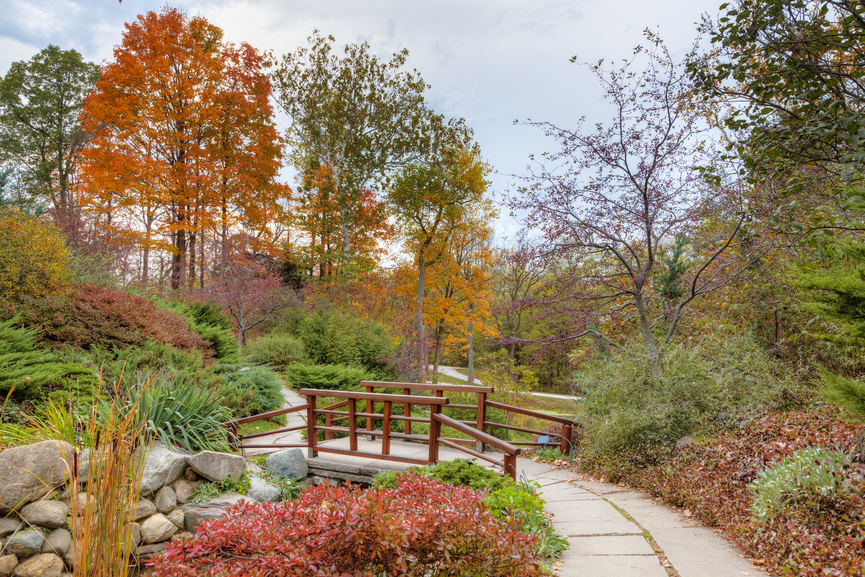 fall in the garden