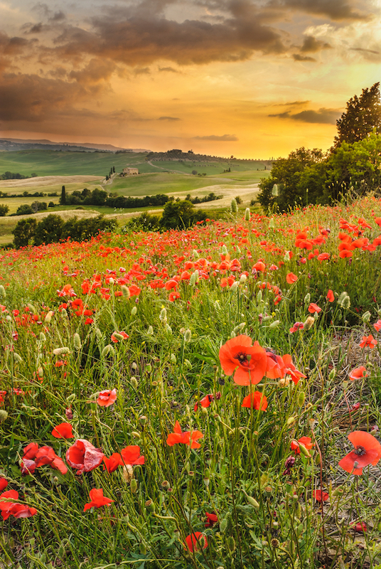Tuscan Road Travel Tuscany