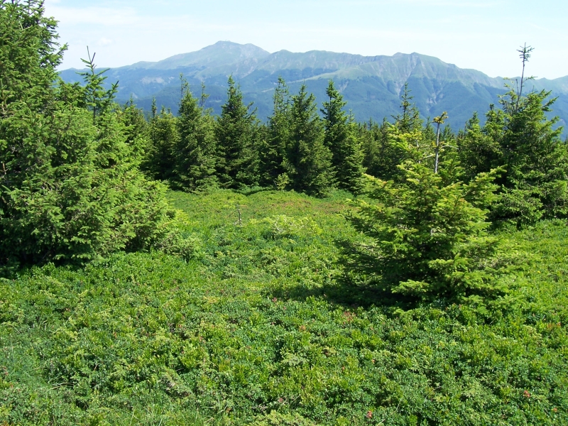 Appennino Tosco-Emiliano - Vegetation