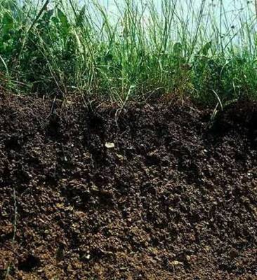 humus saving water in the garden