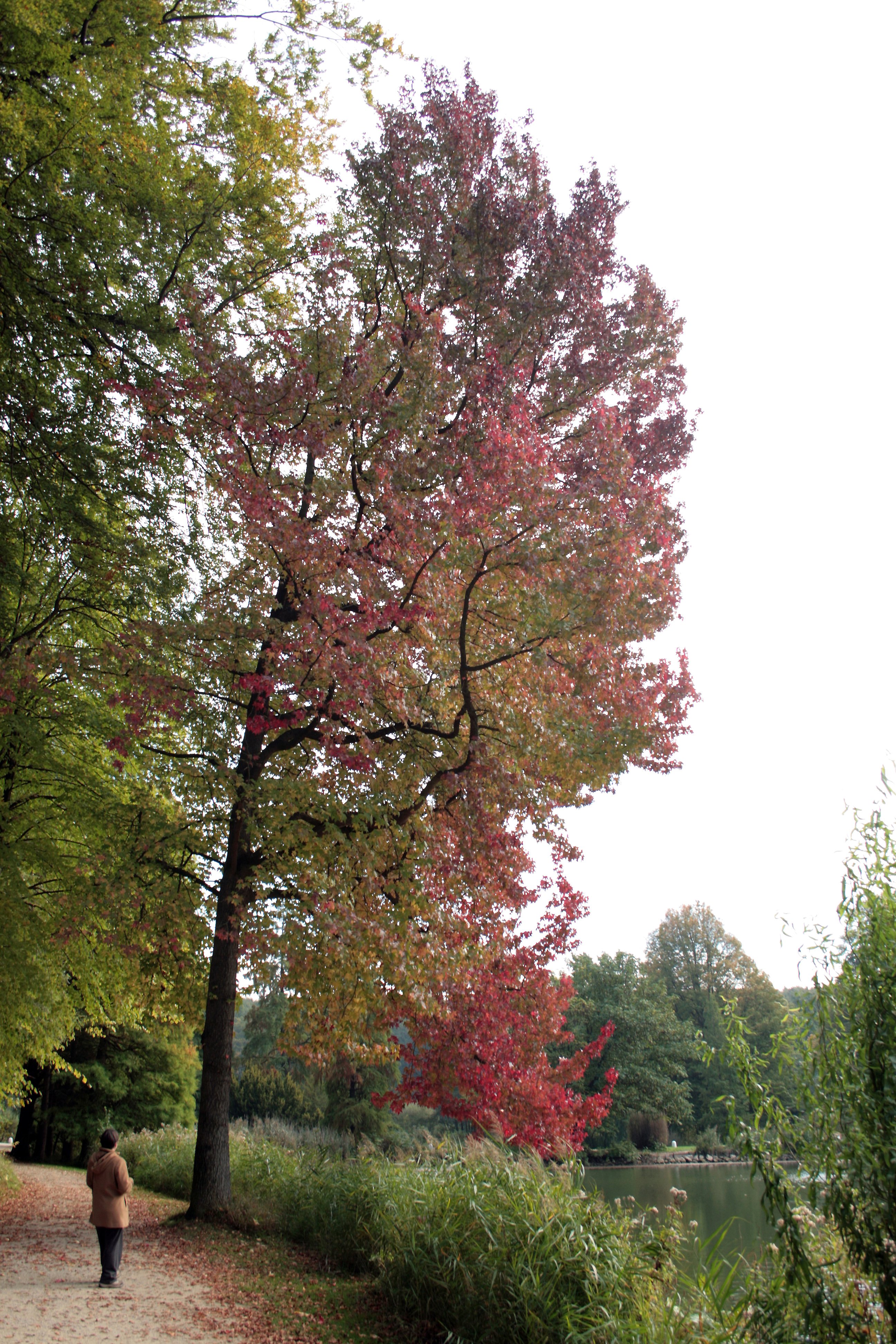 The liquidambar styraciflua, commonly known as sweetgum 