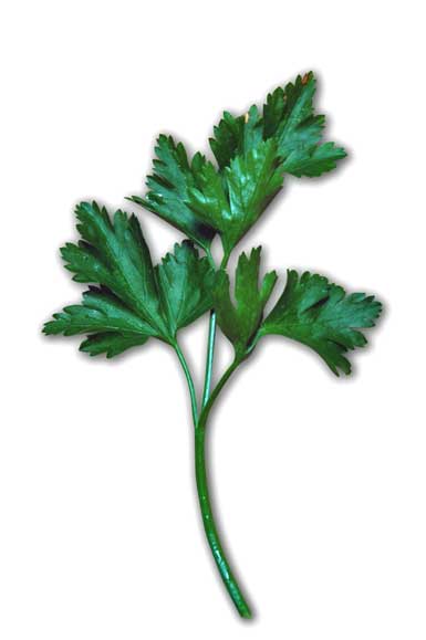 Parsley Italian Parsley