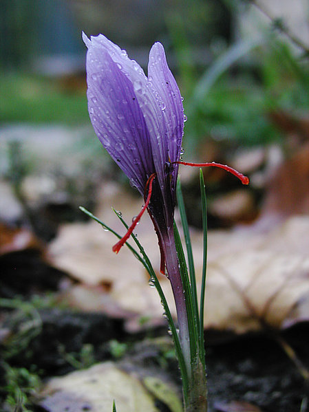 Saffron flowers (Saravask/wikimedia)