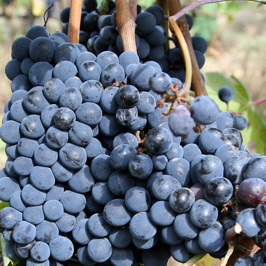 Sangiovese grape for Chianti wine