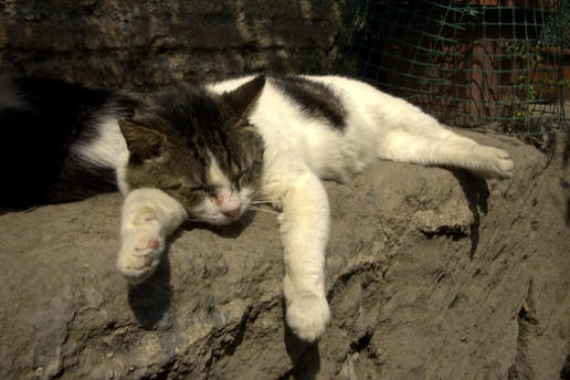 cats of torre argentina