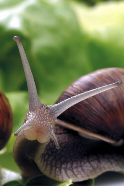 macro of slug