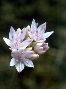 wild onion blooming