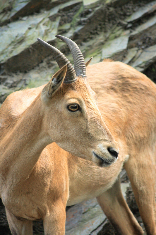 The National Park of Abruzzo - Chamois