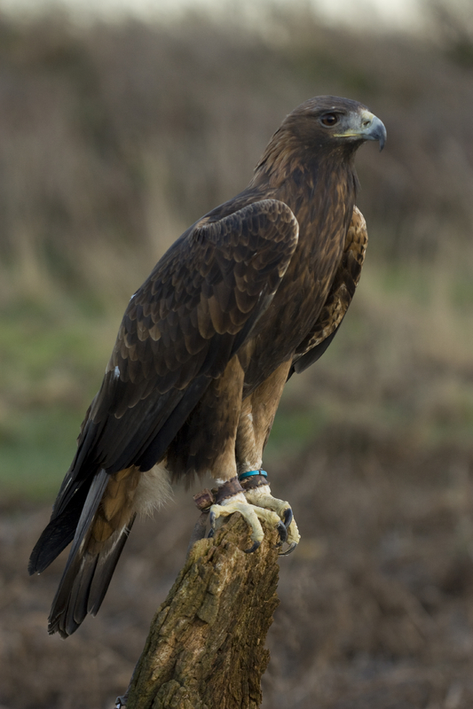 The National Park of Abruzzo - Golden Eagle