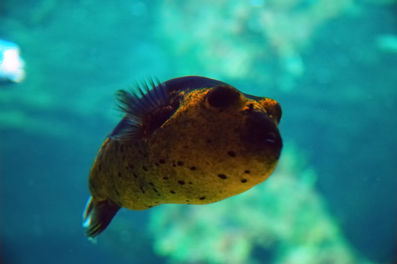 aquarium in genova