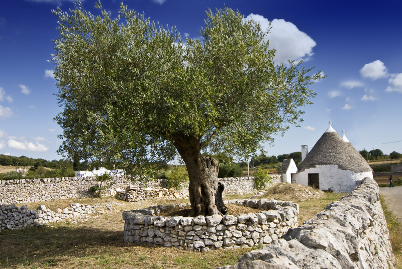 olive tree in Puglia: when in this region you should buy olive oil