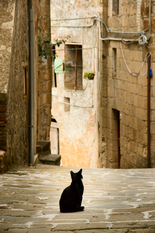 Sorano's cat