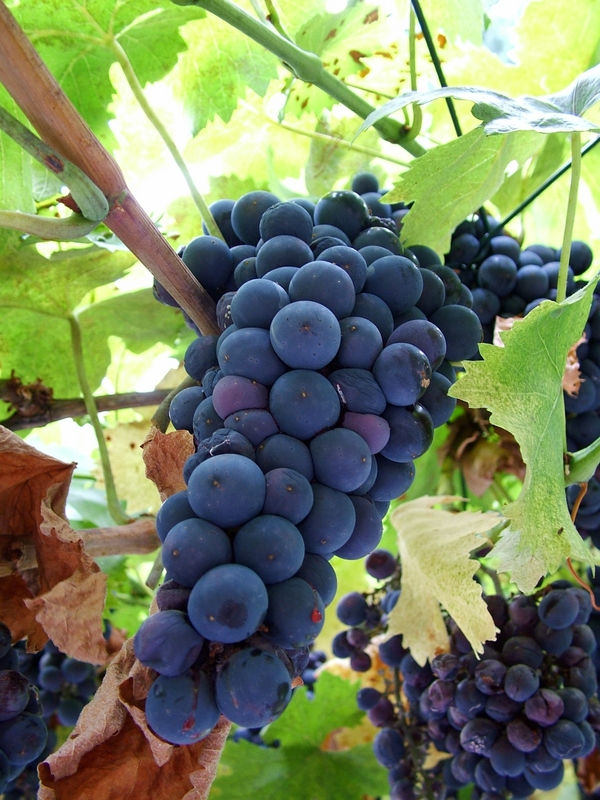 Chianti Grapes