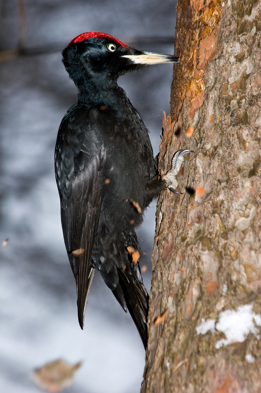 Black Woodpecker (Dryocopus Martius)