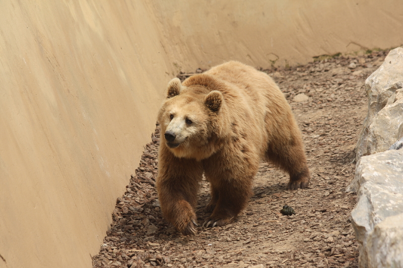 The National Park of Abruzzo - Brown bear