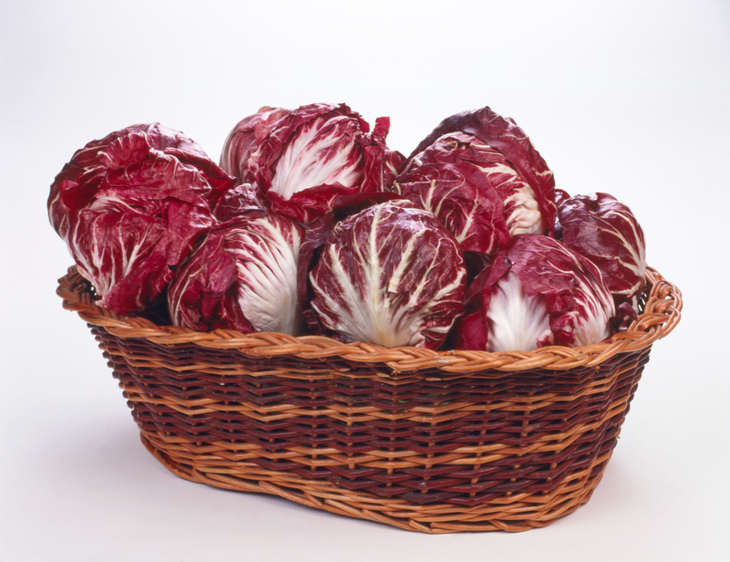 Radicchio Treviso