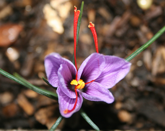 A saffron flower: the long, red filaments (the stamens) contain the well known spice 