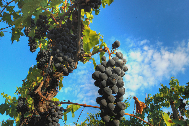 Chianti is one of Central Italy's best known wines 