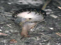 glowfly attacking a snail