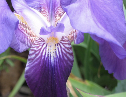 iris flowers