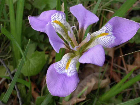 iris flowers