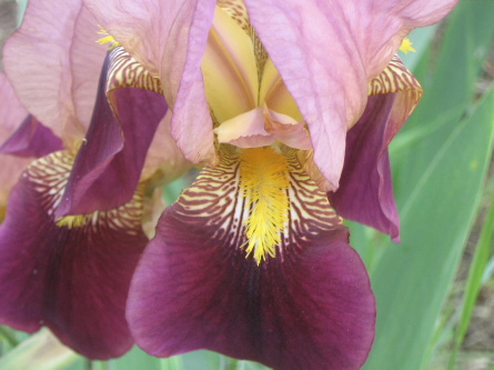 iris flowers