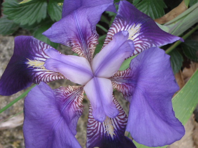 iris flowers