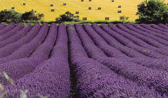 lavender fields